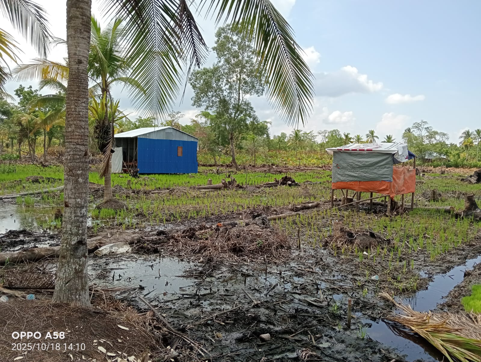 Ketua RT 13 Sriwijaya Serobot Lahan Warga untuk di Tanami Padi Ketua RT 13 Sriwijaya Serobot Lahan Warga untuk di Tanami Padi