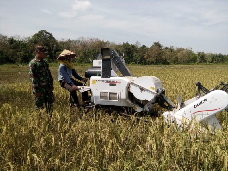 Dalam Mendukung Ketahanan Pangan, TNI Bantu Petani Panen Padi