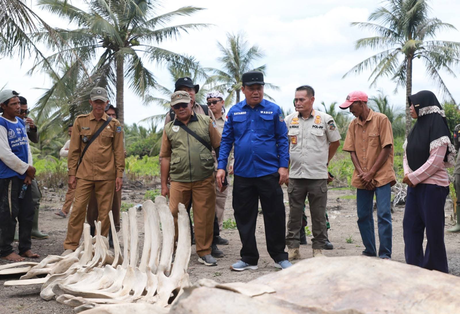 Temuan Kerangka Diduga Paus, Wabup Katamso: Akan Dijadikan Sarana Edukasi bagi Generasi Muda